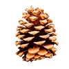 Pine Cone Cache